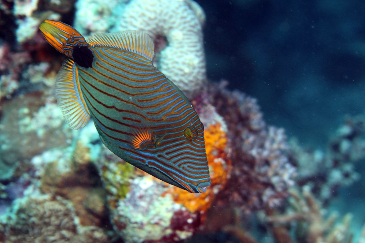 Orange-striped triggerfish
