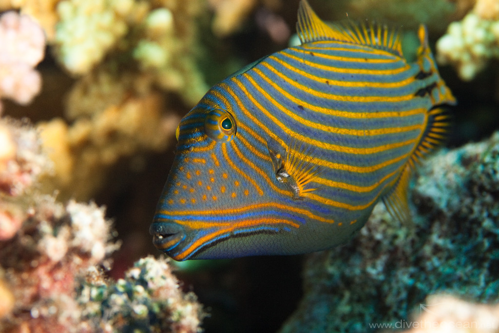 Pretty Orange-striped triggerfish