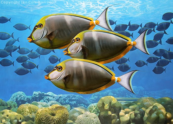 Orangespine unicornfish