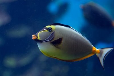 Pretty Orangespine unicornfish