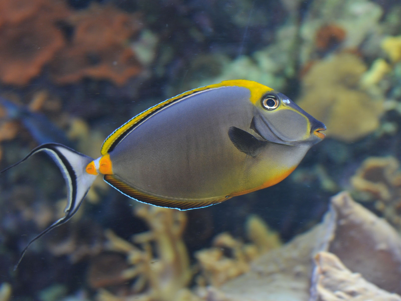 Pretty Orangespine unicornfish