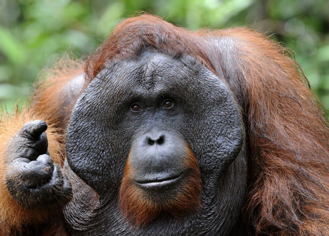 Orangutan