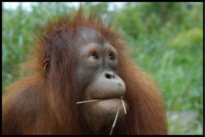 Cool Orangutan