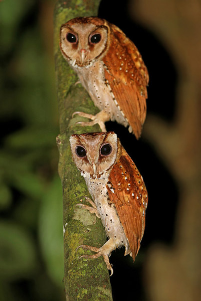 Oriental bay owl