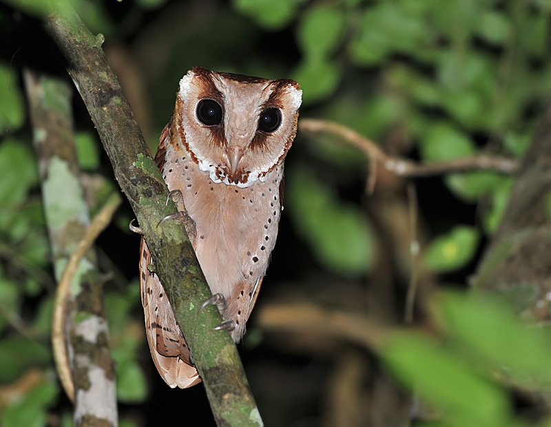 Pretty Oriental bay owl