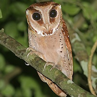 Pretty Oriental bay owl