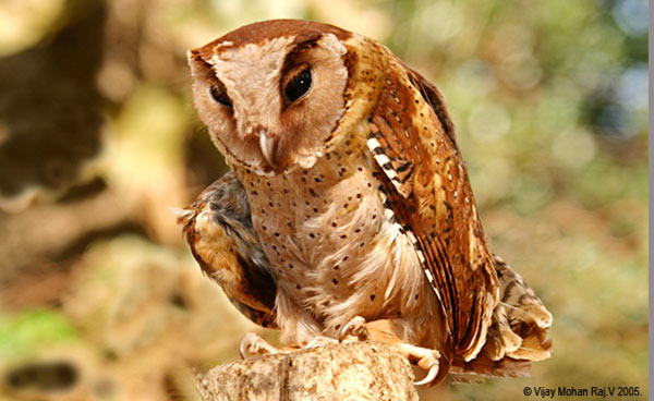 Pretty Oriental bay owl