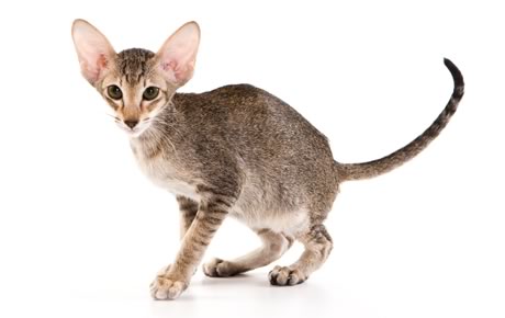 Oriental Cat - Cat Breed
