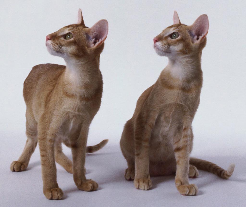 Nice Oriental Cat - Cat Breed