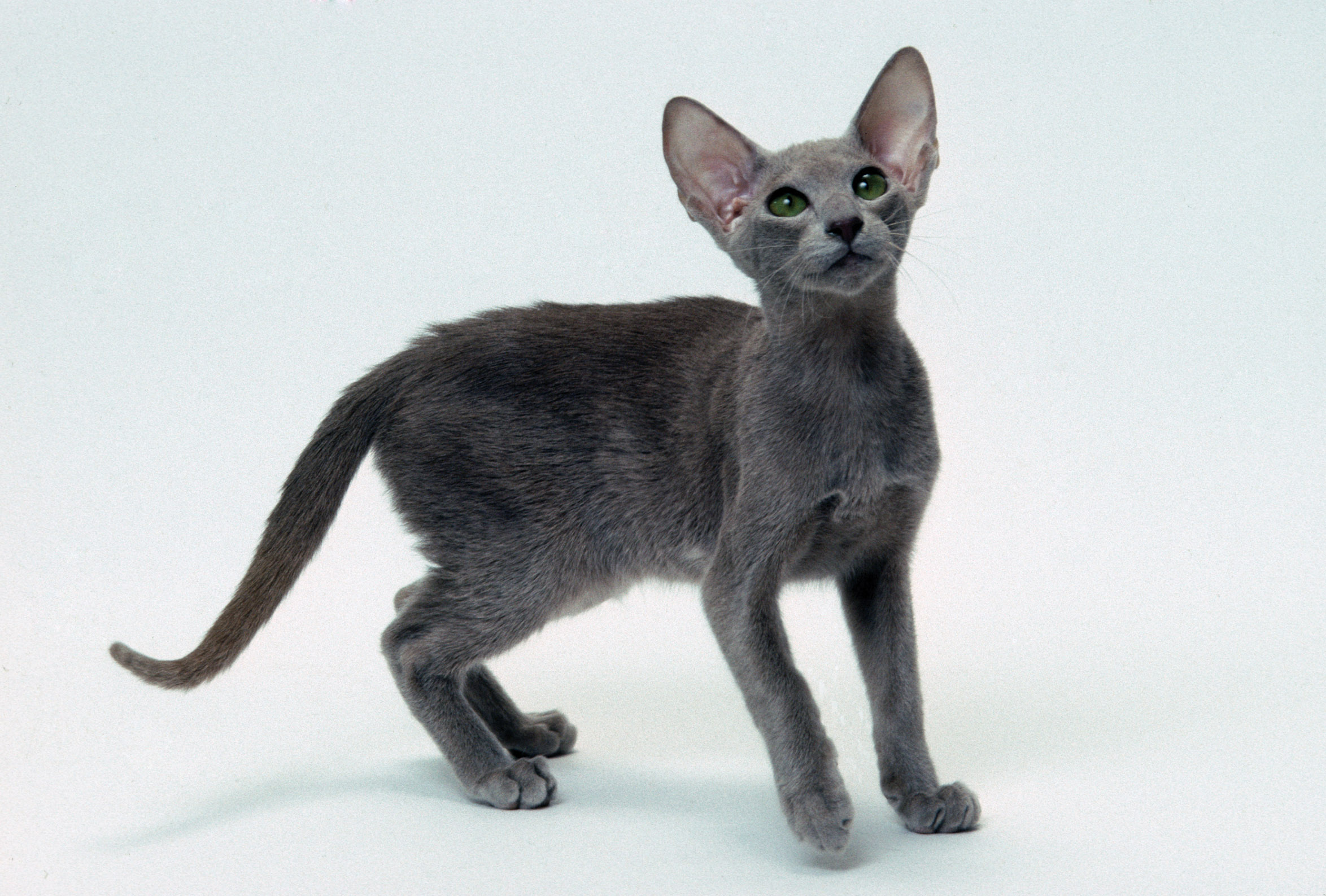 Cool Oriental Cat - Cat Breed