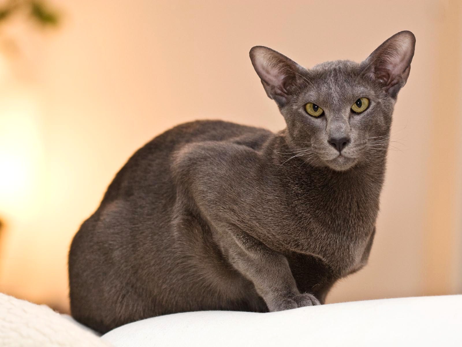 Cute Oriental Cat - Cat Breed