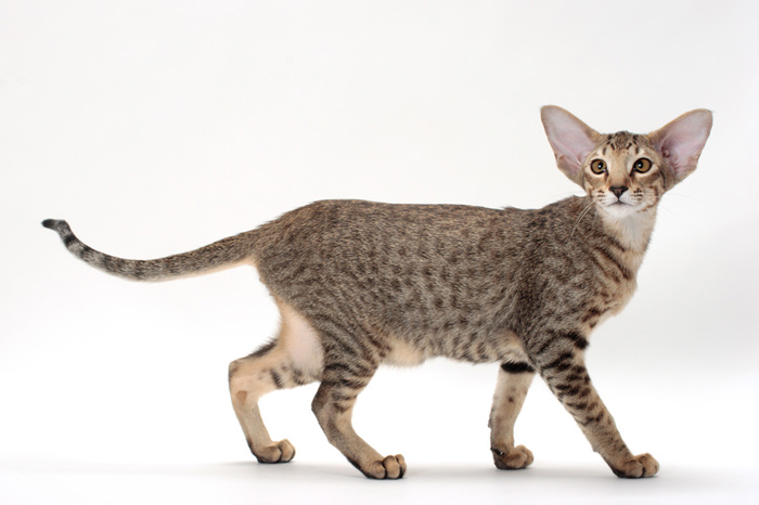 Photo Oriental Cat - Cat Breed