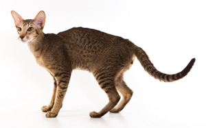 Oriental Cat - Cat Breed photo 