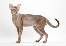 Oriental Cat - Cat Breed wallpaper