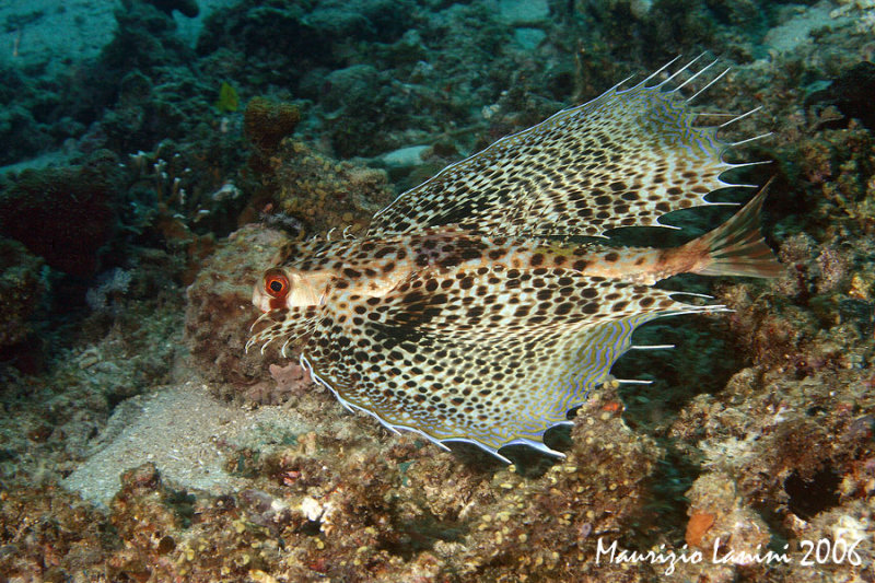 Oriental helmet gurnard