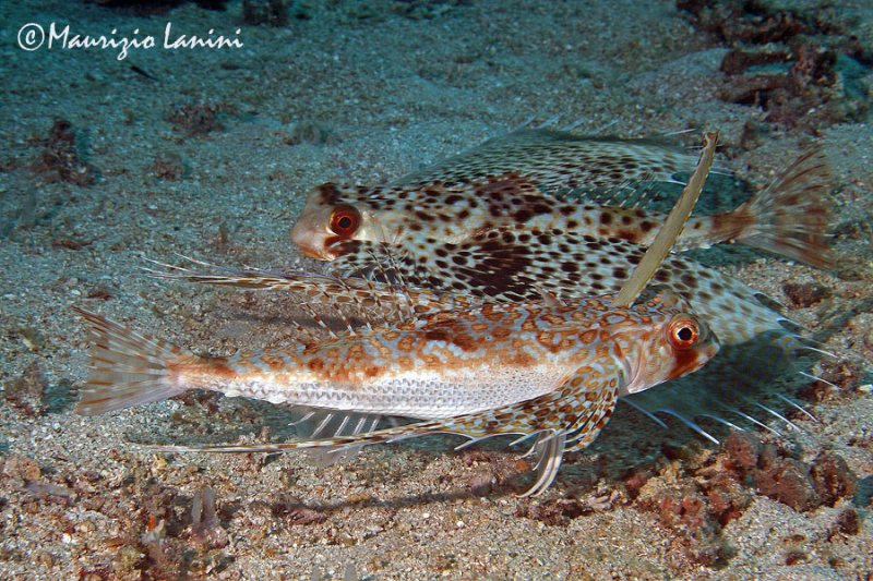 Pretty Oriental helmet gurnard