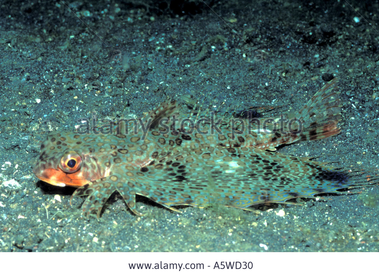 Pretty Oriental helmet gurnard