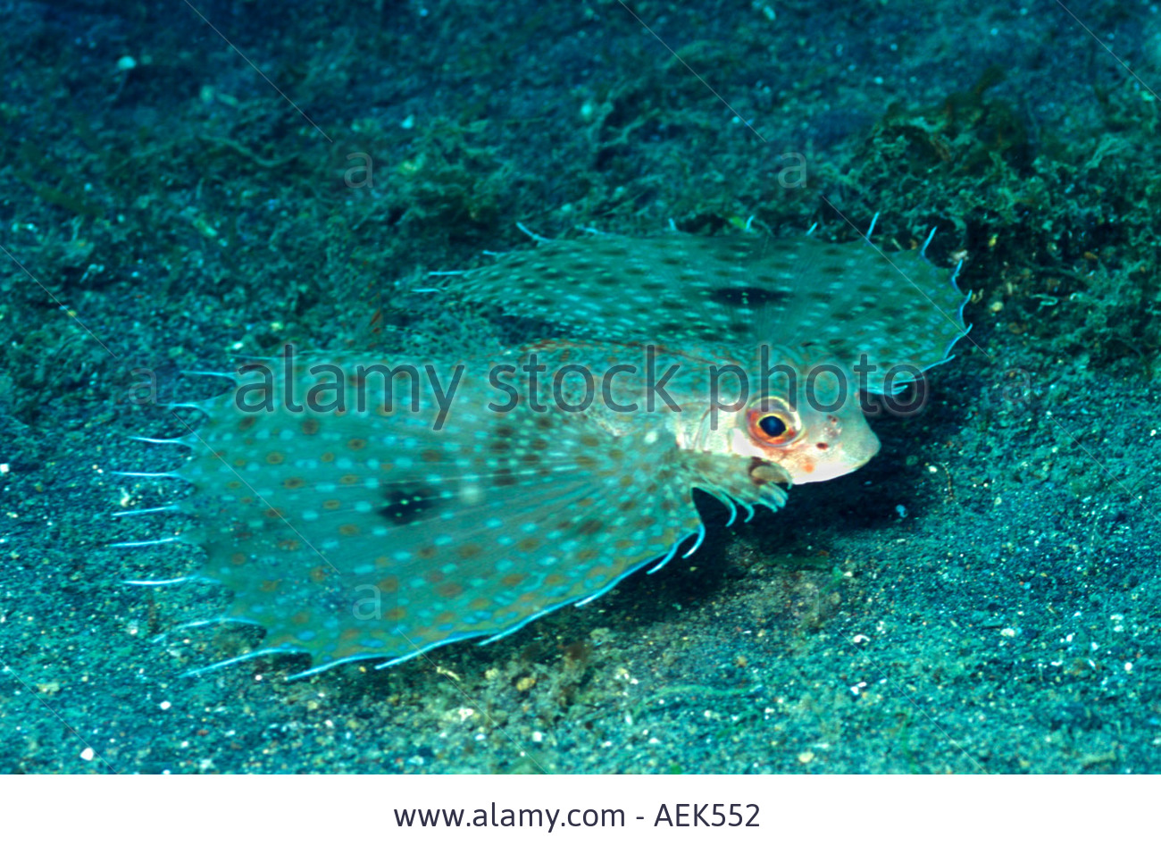 Pretty Oriental helmet gurnard