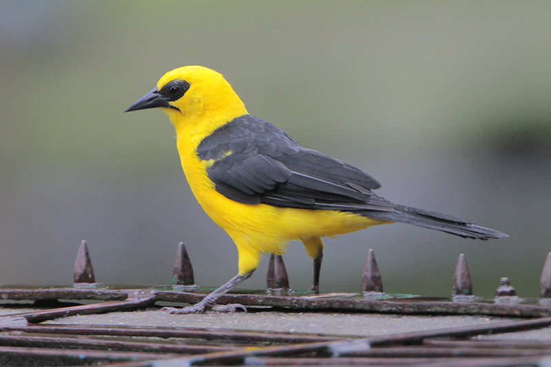 Oriole blackbird