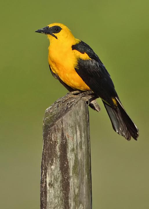 Pretty Oriole blackbird