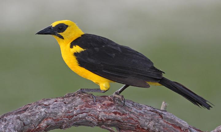 Pretty Oriole blackbird