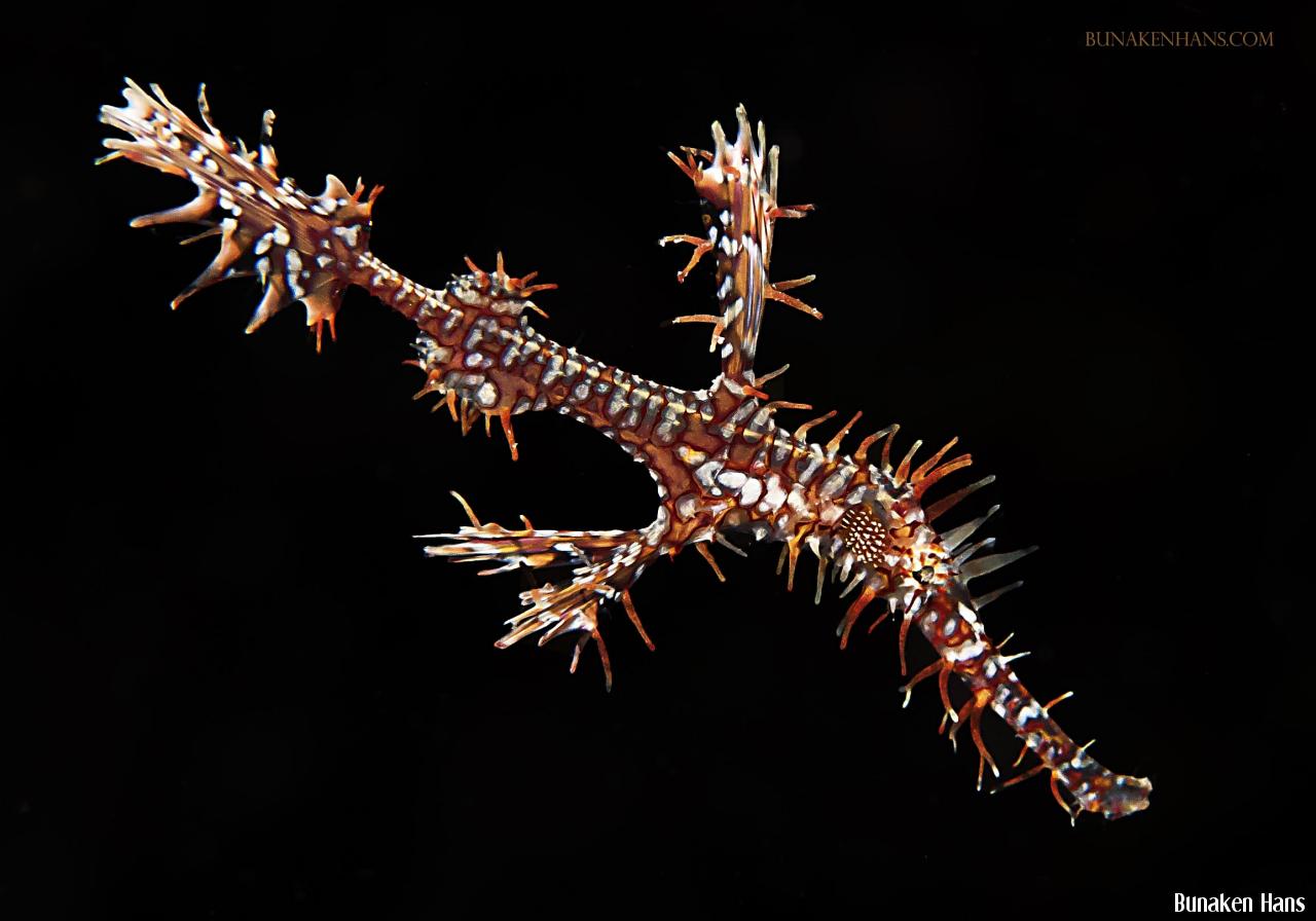 Ornate ghost pipefish
