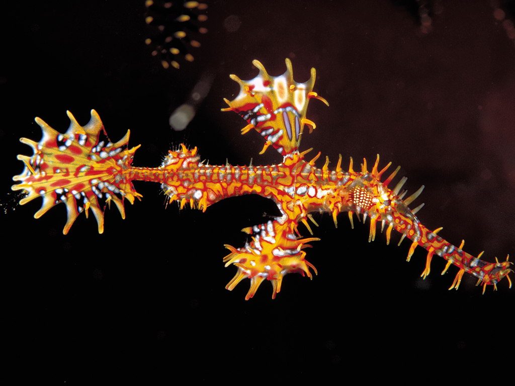 Pretty Ornate ghost pipefish