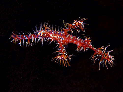 Pretty Ornate ghost pipefish