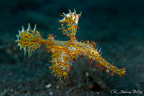 Pretty Ornate ghost pipefish