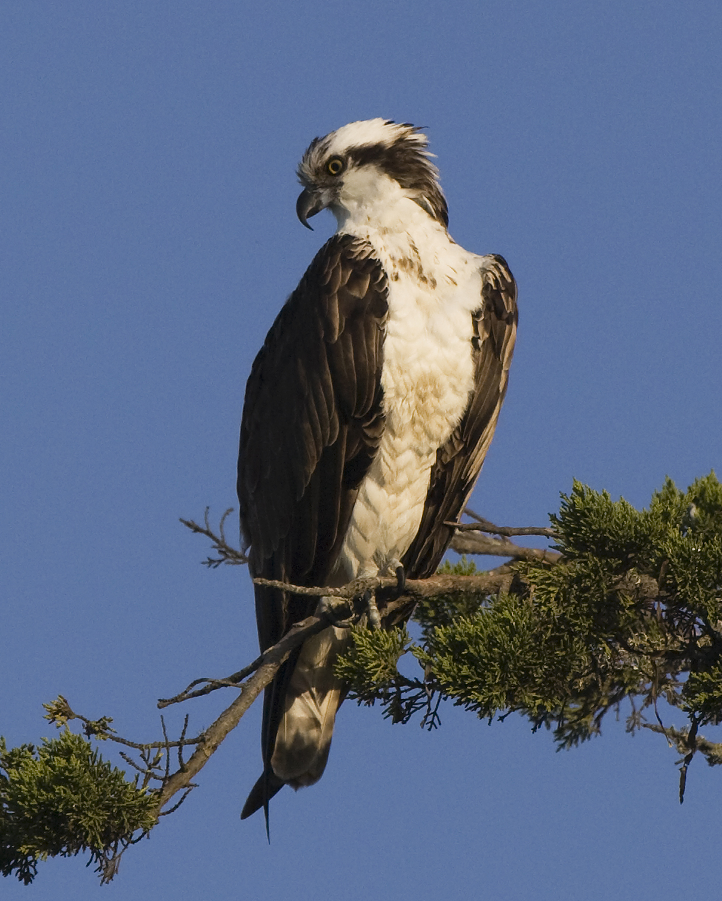 Osprey