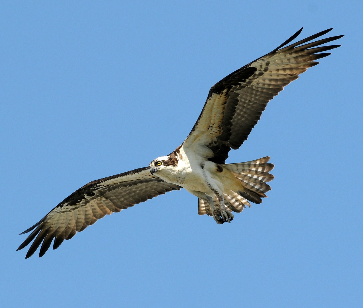 Pretty Osprey