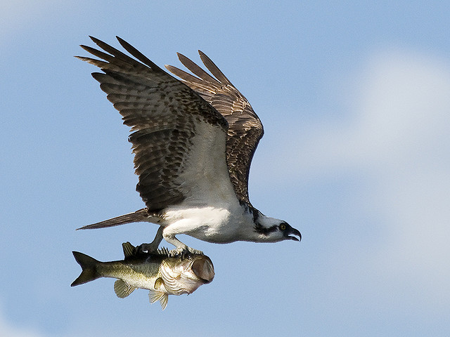 Pretty Osprey