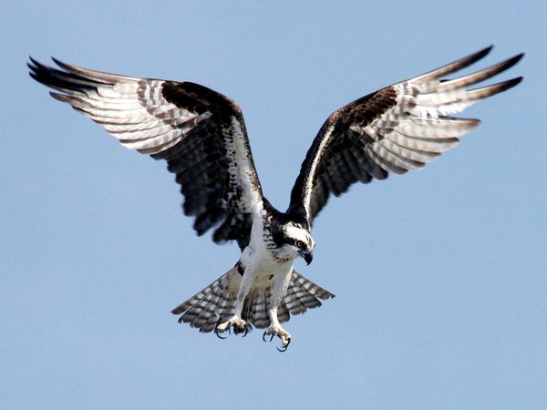 Pretty Osprey