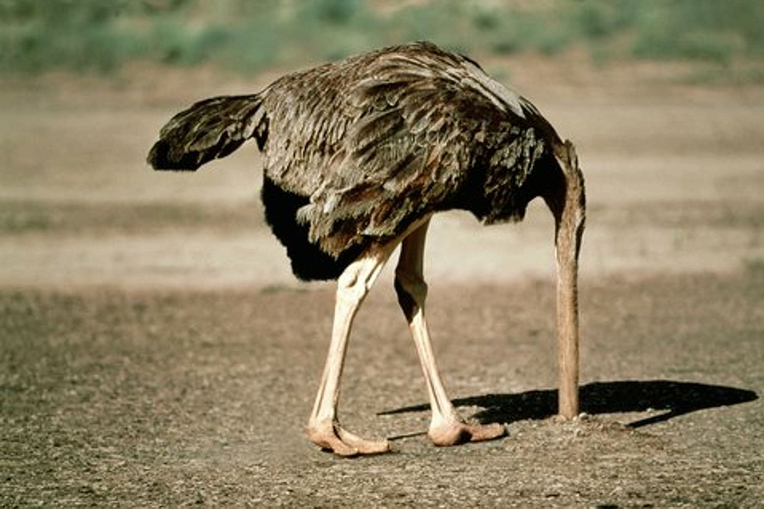 Ostrich