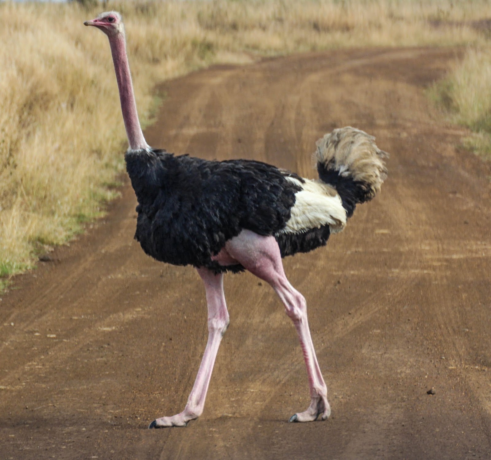 Nice Ostrich