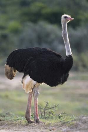 Pretty Ostrich