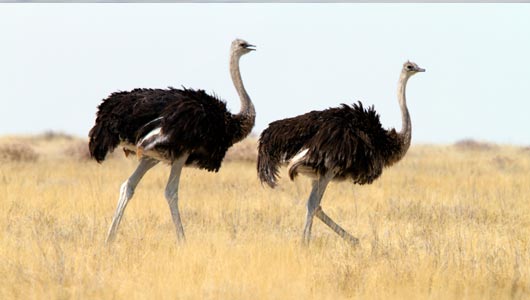 Cute Ostrich