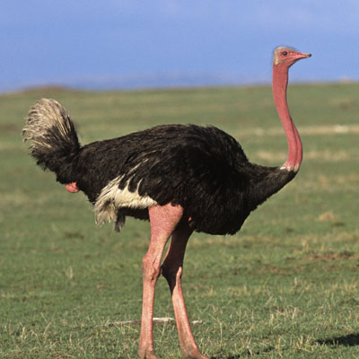Ostrich wallpaper