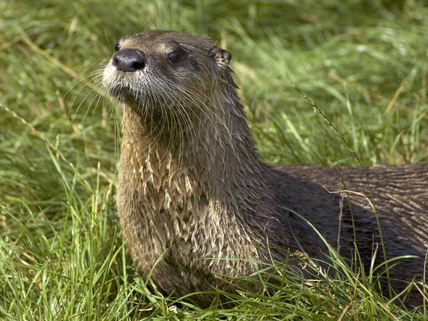 Nice Otter