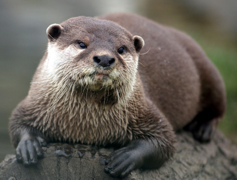 Cool Otter