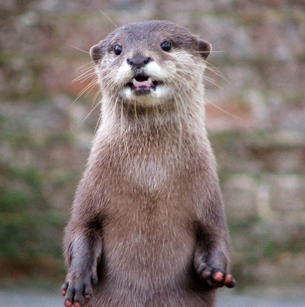 Pretty Otter