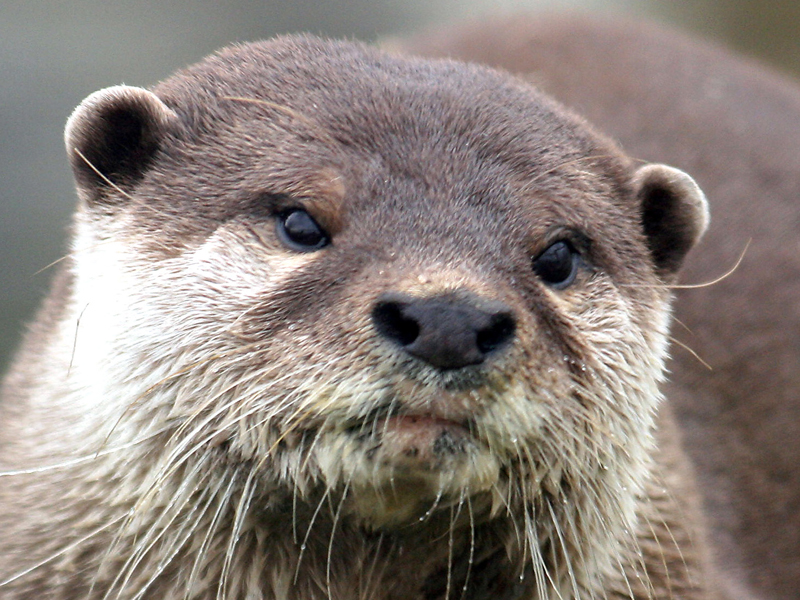 Photo Otter