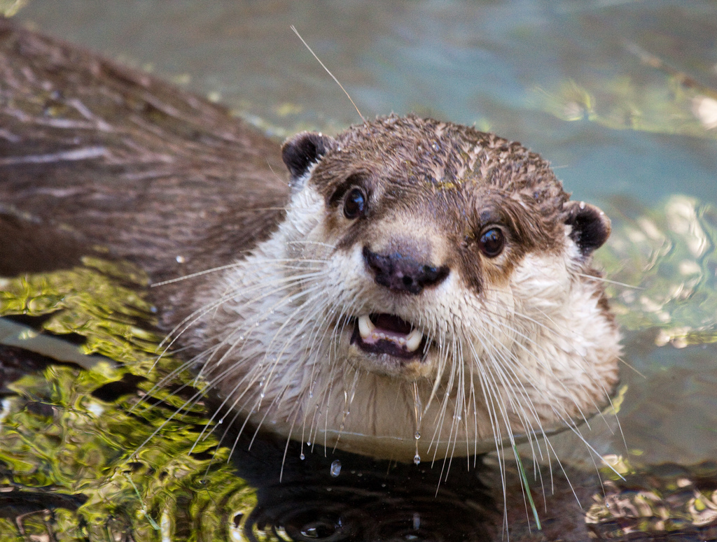 Otter photo 