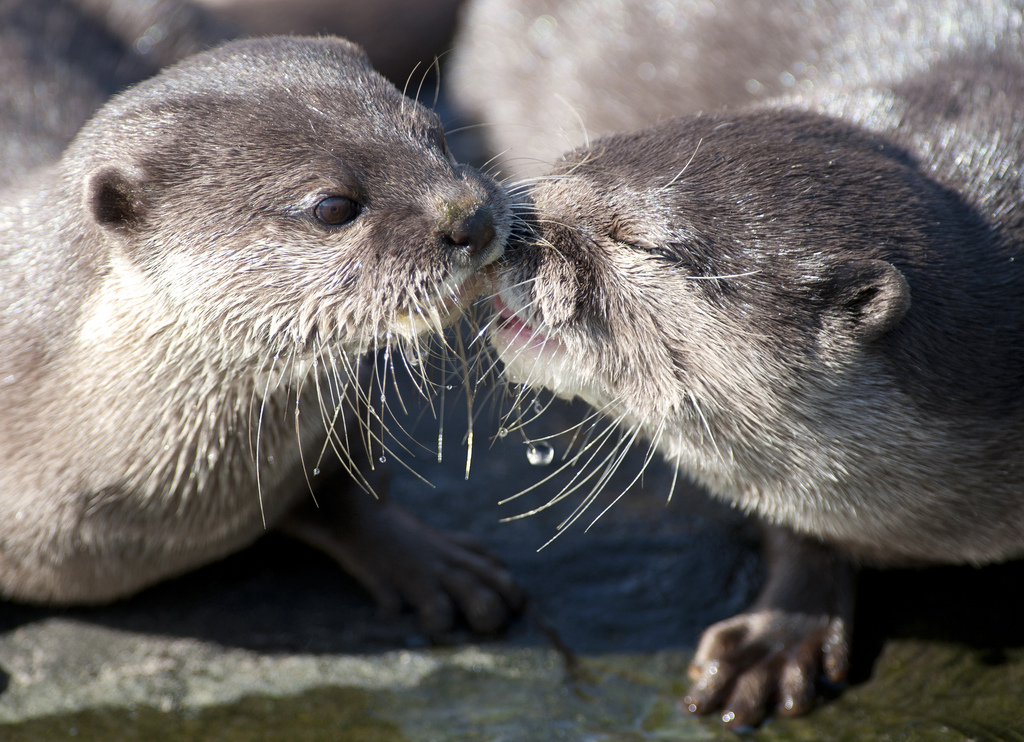 Otter wallpaper