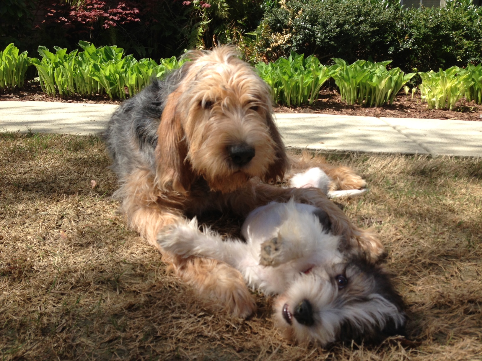 Otterhound - Dog Breed