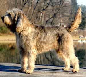 Nice Otterhound - Dog Breed