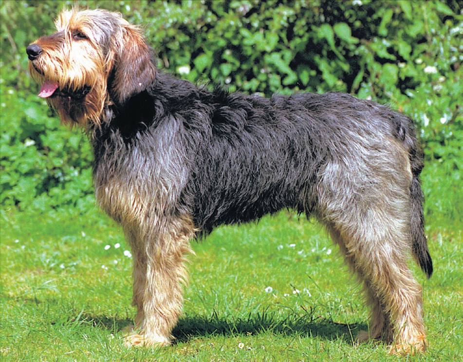 Cool Otterhound - Dog Breed