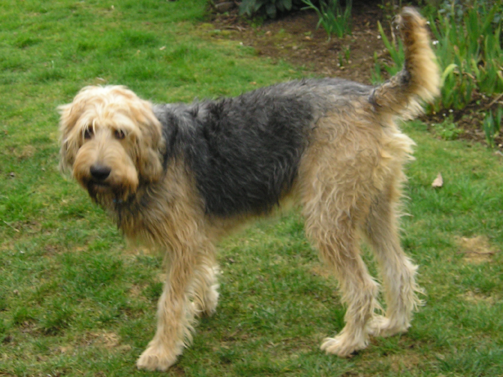 Pretty Otterhound - Dog Breed