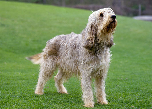 Cute Otterhound - Dog Breed