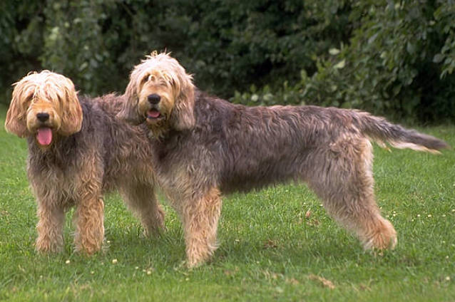 Photo Otterhound - Dog Breed
